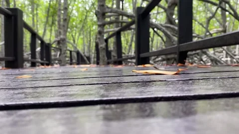 Low angle shot moving forward slowly on wooden pathway at mangroves forest Stock Footage 255931566