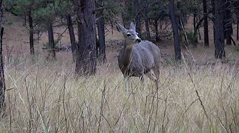 Low Angle Shot of A Mule Deer Doe With Her Head Up and Sniffing Stock Footage 49990483