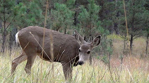 Low Angle Shot of Mule Deer Doe Feeding and Fawn Approaching Close Stock Footage 50006024