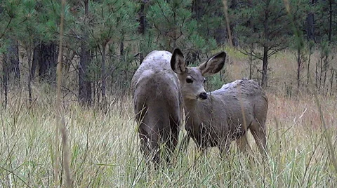 Low Angle Shot of Mule Deer Doe and Alert Fawn Stock Footage 50060089