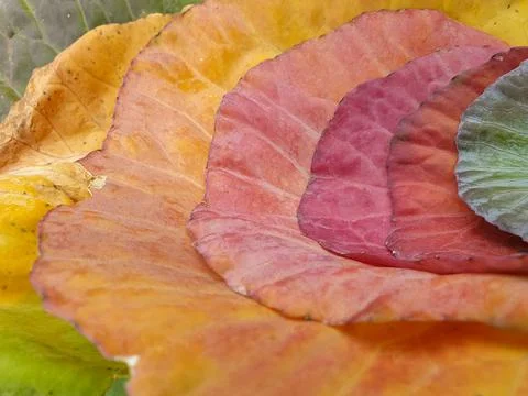 Low angle shot of multi colored cabbage leaves in autumn season Stock Photos