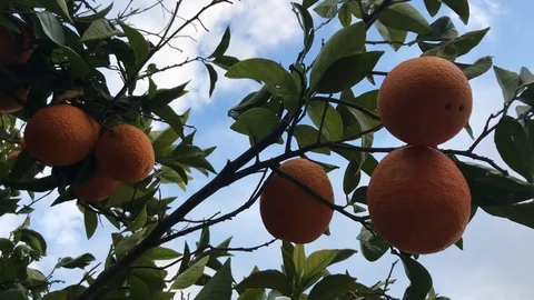 Low Angle Shot of Oranges and Leafs  on a Tree Stock Footage 100406101