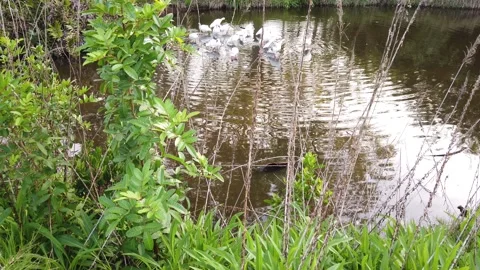 Low angle shot over green grass into a round blue lake with bush in foreground t Stock Footage 267511579