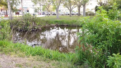 Low angle shot over green grass into a round blue lake with bush in foreground t Stock Footage 267511895