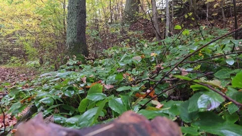 Low Angle Shot Over Lush Green Leaves Growing On The Forest Floor Stock Footage 348534891