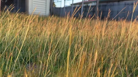 Low-Angle Shot of Overgrown Grass Swaying in Golden Hour Light Stock Footage 339166879