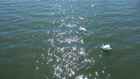A low angle shot of a pair of swans in the bay. The drone camera dolly Vídeo Stock 128317399