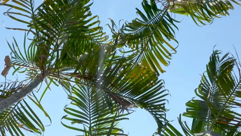 Low angle shot of palm leaf with blowing wind on blue sky Stock Footage 134747035