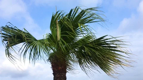 Low angle shot of a Palm Tree swaying with the wind in Chatan Okinawa Japan Stock Footage 108776319