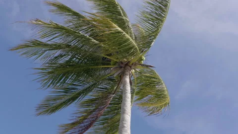 Low Angle Shot of Palm Tree Stock Footage 235864692
