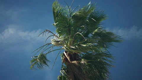 Low angle shot of palm tree leaves moving against a bright blue sky, creating a Stock Footage 339760618