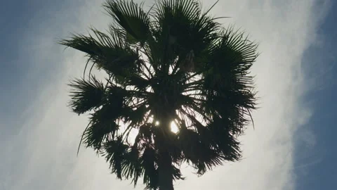 Low angle shot of palm tree leaves moving against a bright blue sky, creating a 動画素材 339761625