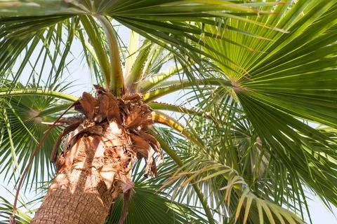 Low angle shot of a palm tree in Cuba on a sunny day 스톡 사진