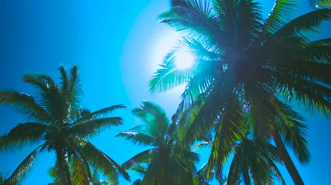 Low angle shot of palm trees with sun. Lens flare bursting through leaves.Fiji 動画素材 58193197