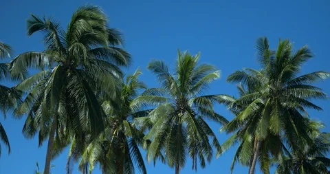 Low angle shot of palm trees with sun. Lens flare bursting through leaves.Fiji Stock Footage 91572599