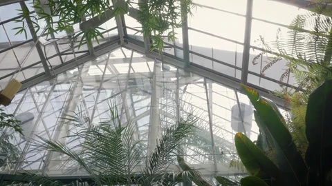 Low Angle Shot of Palm Trees in a Glass Greenhouse in 4k Stock Footage 94920964