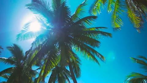 Low angle shot of palm trees with sun. Lens flare bursting through leaves.Fiji Видео 153607547