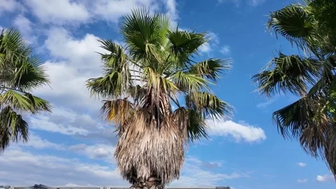 Low angle shot of palm trees blowing in the wind against a beautiful blue sky. Vídeo Stock 337277268
