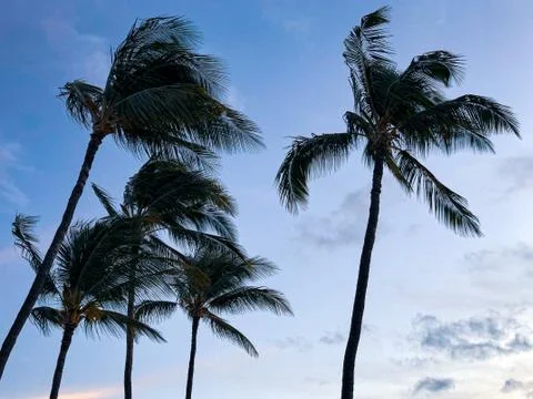 Low angle shot of palm trees in the wind with a blue sky in the background Stockfoto's