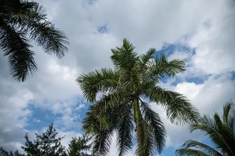 Low angle shot of palm trees under the cloudy sky Foto stock