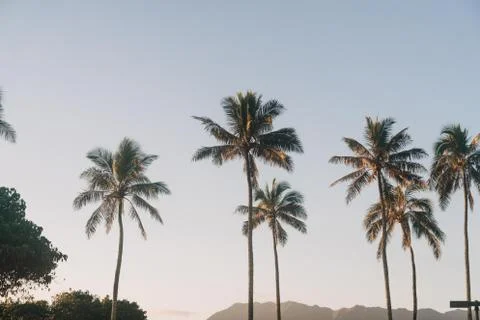 Low angle shot of palm trees with a clear blue sky in the background Stock Photos