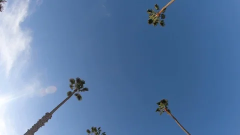 Low angle shot of palms with cloudy blue sky Los Angeles, US Stock Footage 135286734