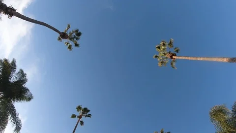 Low angle shot of palms with cloudy blue sky Los Angeles, US Stock Footage 135286924