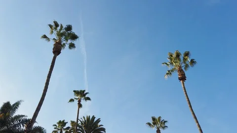 Low angle shot of palms with cloudy blue sky, Los Angeles, US Stock Footage 135288245