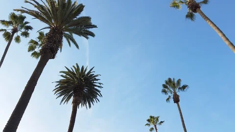 Low angle shot of palms with cloudy blue sky, Los Angeles, US Stock Footage 135288516