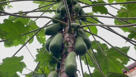 Low angle shot of a papaya tree with green fruits Stock Footage 338170264
