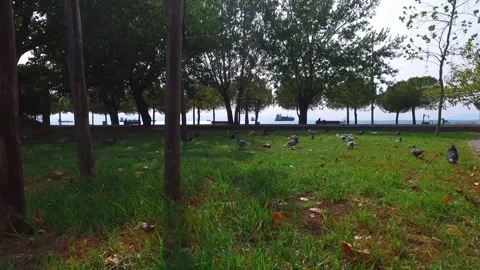 Low angle shot in the park with some birds Vídeo Stock 142707250