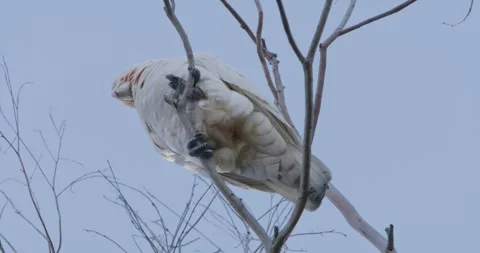 Low Angle Shot Of Parrot, Fly Away, 8K 스톡 동영상 333548421
