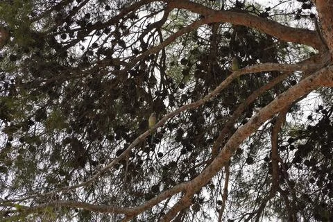Low angle shot of parrots perched on tree branches 스톡 사진
