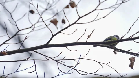 Low-angle shot of a Parus major, great tit jumping on withered branch in winter Video stock 144332527