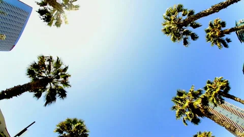 Low-angle shot of passing palm trees in Las Vegas Stock Footage 136729359