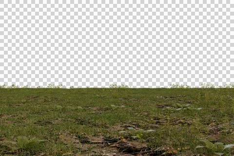 A low-angle shot of a patch of green grass and brown dirt with small plants Stock Photos