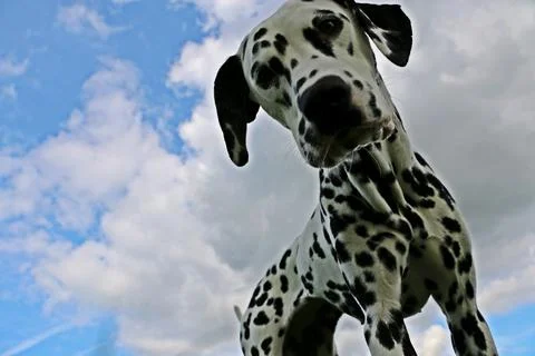 A low angle shot of a patterned white Dalmatian dog on the grass on four legs Stock Photos