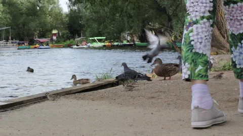 Low Angle Shot Of Person Walking Among Birds Stock Footage 314790517