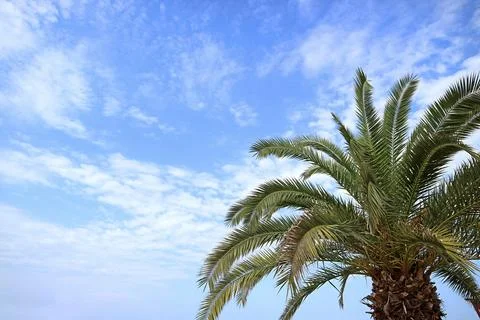 Low angle shot of phoenix canariensis palm branches on sunny day Stock Photos