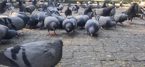 Low angle shot of pigeons feeding in a city square Stock Footage 341852826