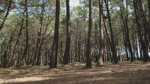 Low angle shot of a pine forest Video stock 283772938