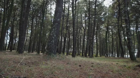 Low angle shot of a pine forest Video stock 283817506