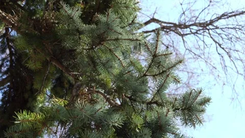 Low Angle shot of Pine Tree Vídeos de archivo 295169511