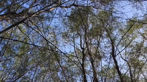 Low angle shot of pine tree branches swaying gently against a clear blue sky Stock Footage 340128290