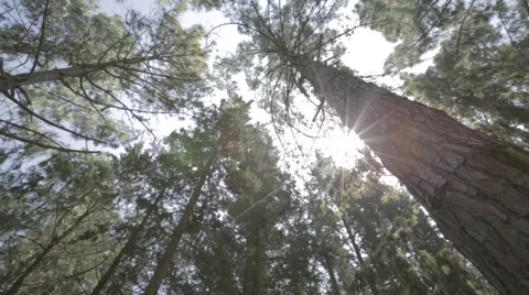 Low angle shot of pine trees Stock Footage 43859553