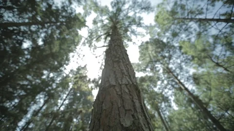 Low angle shot of pine trees Stock Footage 43859574