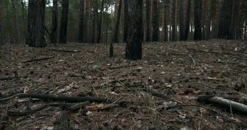 Low Angle Shot Pine Trees Trunks in Dark Forest Wood. Branches on Ground. 4K Video stock 153412154