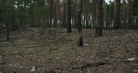 Low Angle Shot Pine Trees Trunks in Dark Forest Wood. Branches on Ground. 4K Video stock 153412244