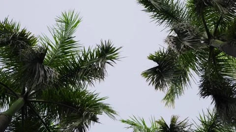 Low angle shot of pine trees on road Stock Footage 251486956