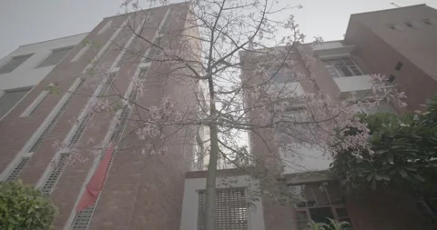 Low angle shot of a pink flowering tree against a brick building. 動画素材 330239861
